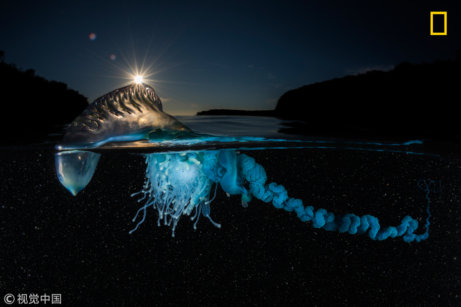《國家地理》2017自然攝影大賽獲獎作品 美得令人窒息（組圖）