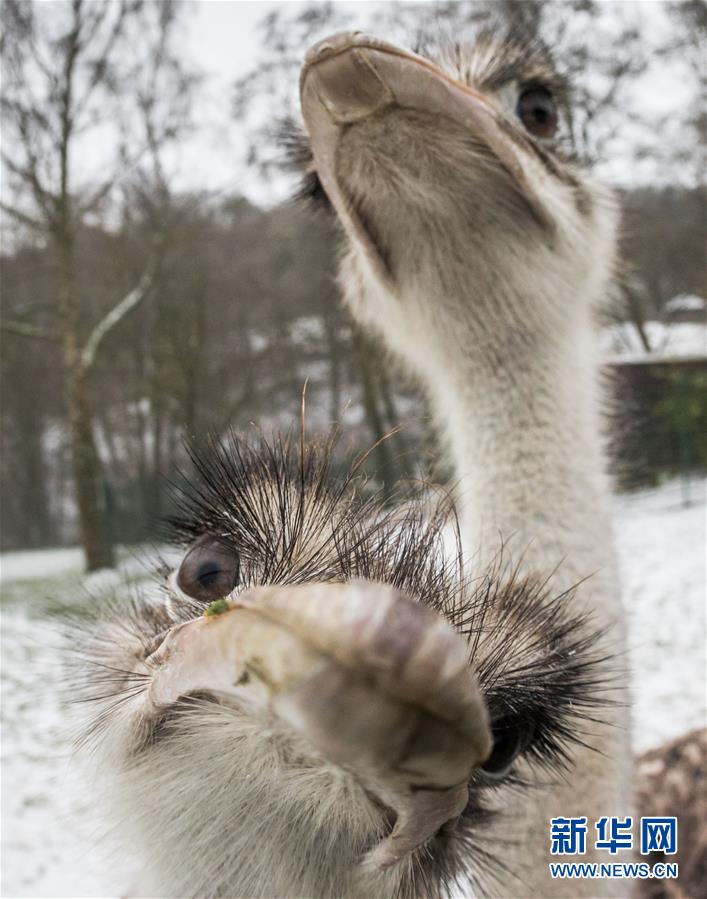 萌萌噠！“治愈系”動物們的憨萌瞬間（組圖）