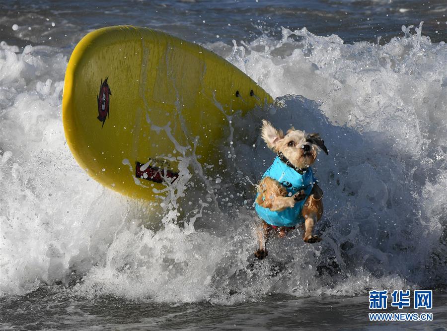 萌萌噠！“治愈系”動物們的憨萌瞬間（組圖）
