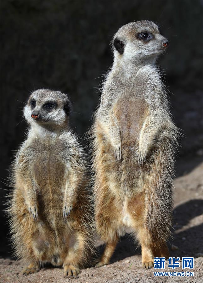 萌萌噠！“治愈系”動物們的憨萌瞬間（組圖）