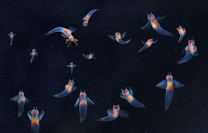 快來看看這些動物 再不看可能就沒機(jī)會了（組圖）