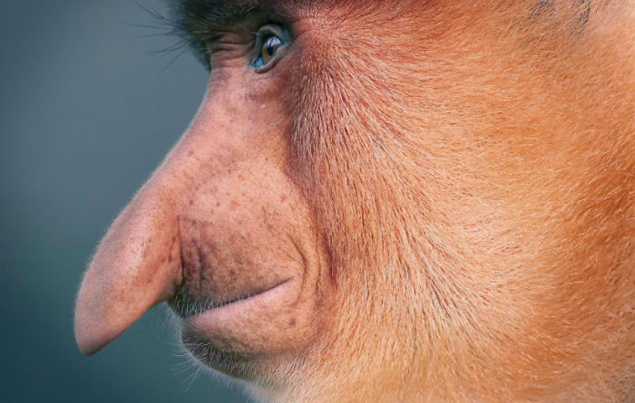 快來看看這些動物 再不看可能就沒機會了（組圖）