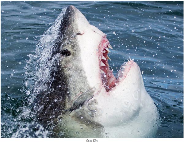 關于動物的14個誤解 個個讓你驚掉下巴