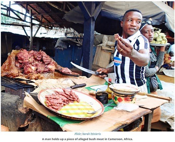 關于動物的14個誤解 個個讓你驚掉下巴