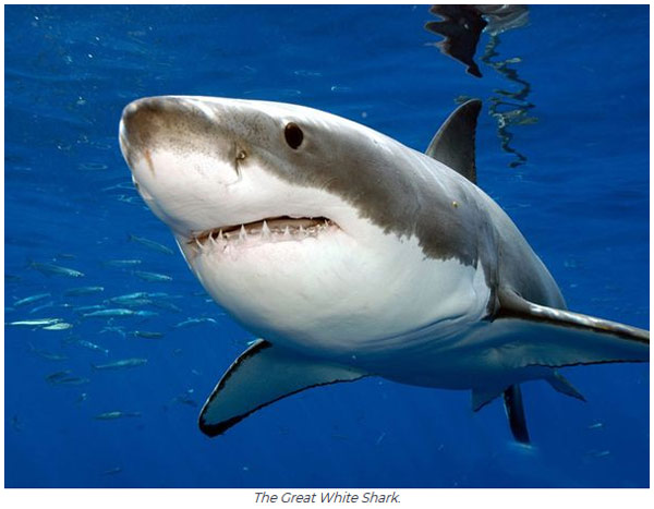 關于動物的14個誤解 個個讓你驚掉下巴