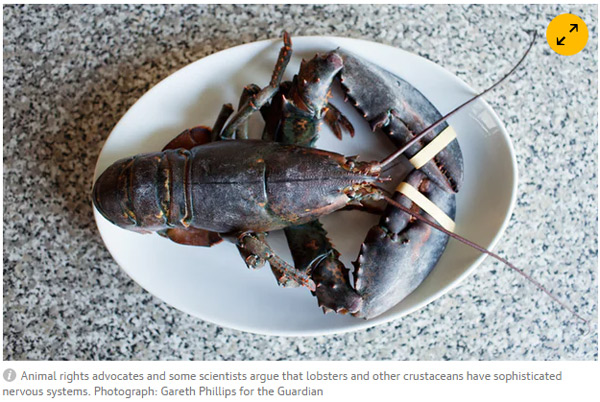 瑞士規定龍蝦須先打昏才能下水煮 因為龍蝦很怕疼