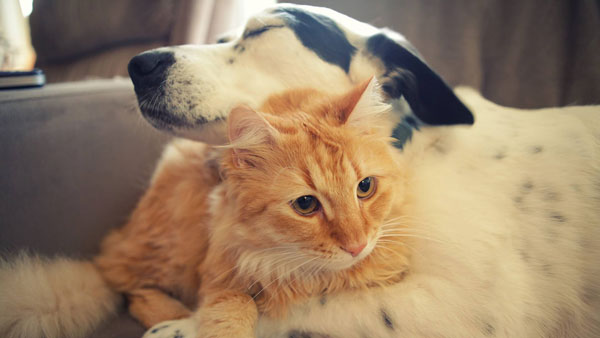 調查顯示狗奴比貓奴賺得多，你覺得準嗎？