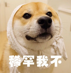 調查顯示狗奴比貓奴賺得多，你覺得準嗎？