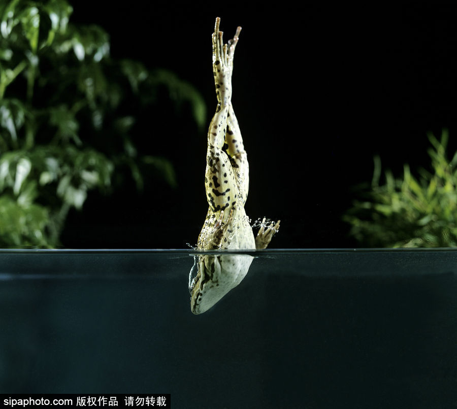 你的“蛙兒子”回來了嗎？盤點(diǎn)動(dòng)物界佛系蛙日常萌照（組圖）