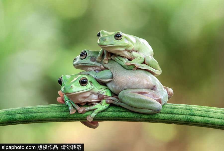 你的“蛙兒子”回來了嗎？盤點動物界佛系蛙日常萌照（組圖）