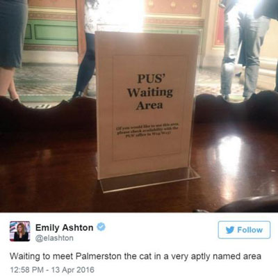 貓生艱難!英國外交部捕鼠官被“制裁”,或因工作效率變低