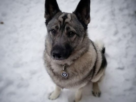 密歇根州政府為什么要給一條狗發(fā)失業(yè)救濟(jì)金