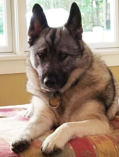 密歇根州政府為什么要給一條狗發(fā)失業(yè)救濟(jì)金