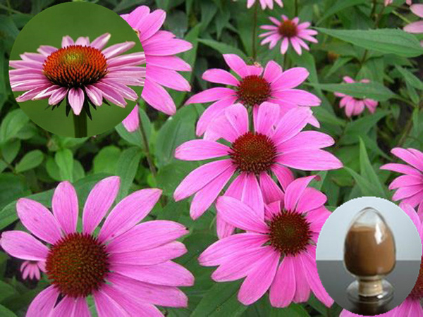 喝雞湯真的能治感冒嗎？科學家幫你辨別感冒食療真假