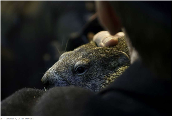 美國人為什么用土撥鼠來預測天氣？