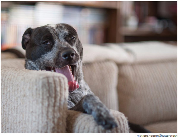 世界上最致命的動物 第一名居然不是人類