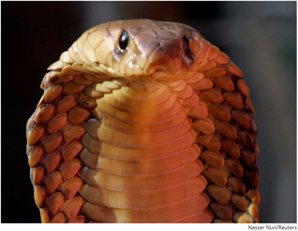 世界上最致命的動物 第一名居然不是人類