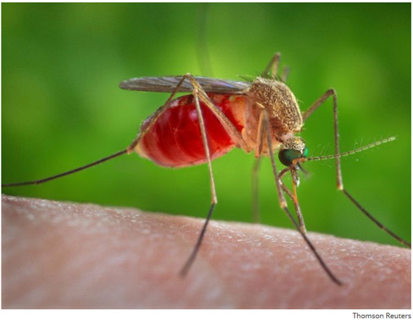 世界上最致命的動物 第一名居然不是人類