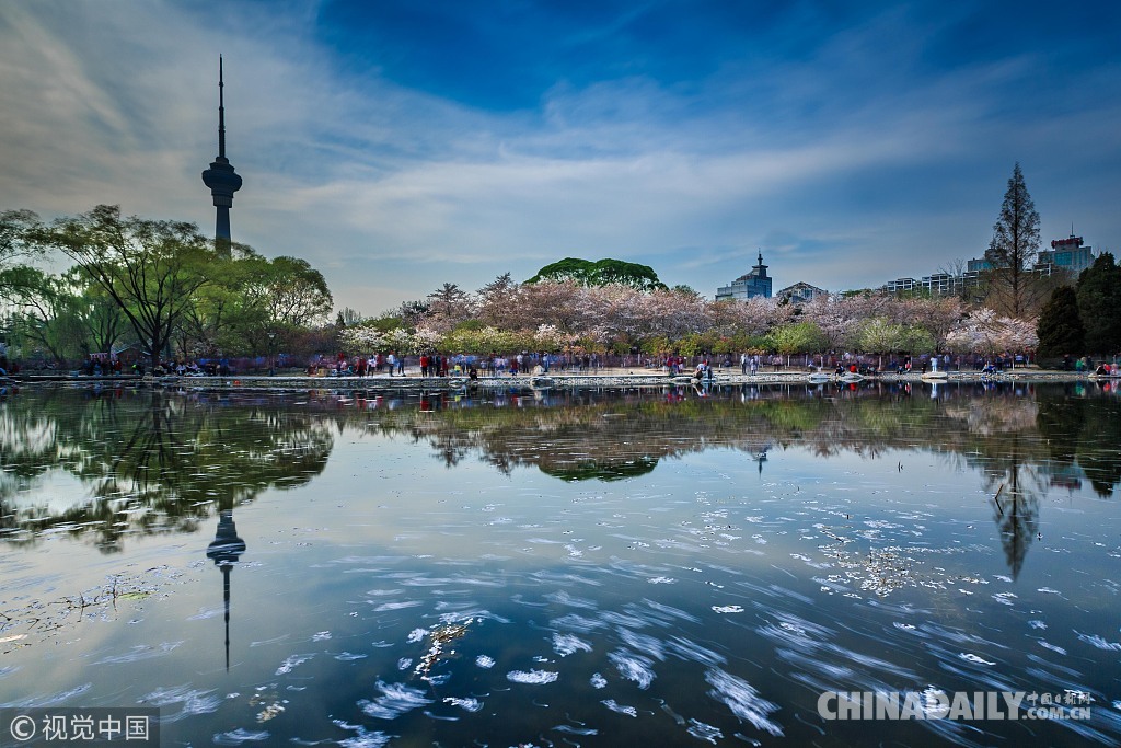 三月粉色櫻花季 國內賞櫻勝地滿足你的少女心（組圖）