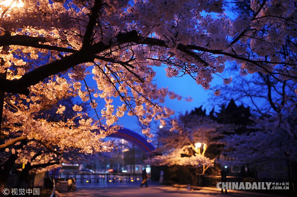 三月粉色櫻花季 國內賞櫻勝地滿足你的少女心（組圖）