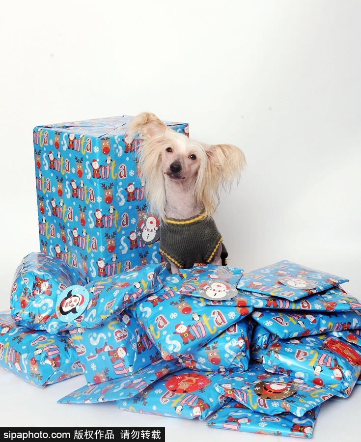 人不如狗系列！走進全世界最奢華的狗狗生活（組圖）