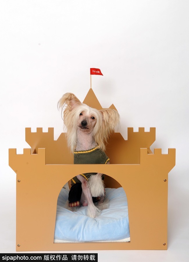 人不如狗系列！走進全世界最奢華的狗狗生活（組圖）