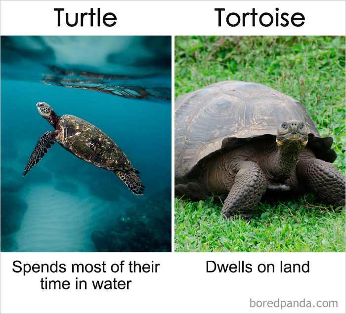 一直以來你都以為它們是同一種東西？事實是這樣的……（組圖）