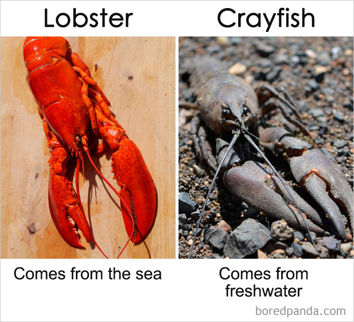 一直以來(lái)你都以為它們是同一種東西？事實(shí)是這樣的……（組圖）