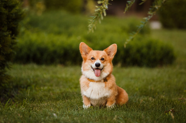 牛津熱詞：杜爾基犬