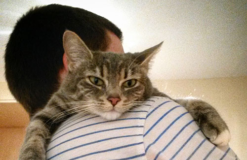 論貓奴的自我修養：正確吸貓指南，教你博得主子歡心