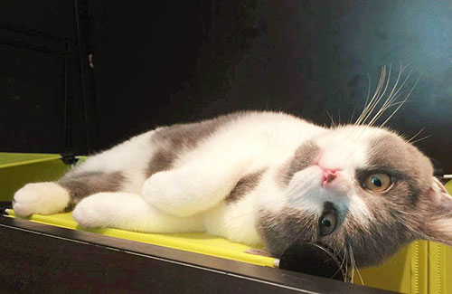 論貓奴的自我修養：正確吸貓指南，教你博得主子歡心