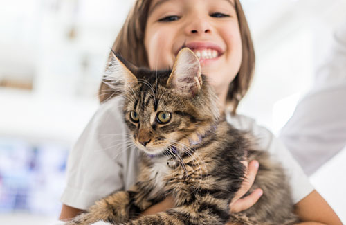 論貓奴的自我修養：正確吸貓指南，教你博得主子歡心