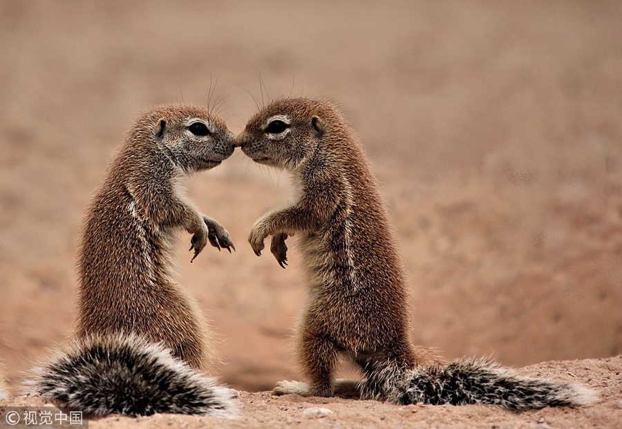 網(wǎng)絡情人節(jié)盤點動物實力秀恩愛 親親抱抱浪漫溫馨（組圖）