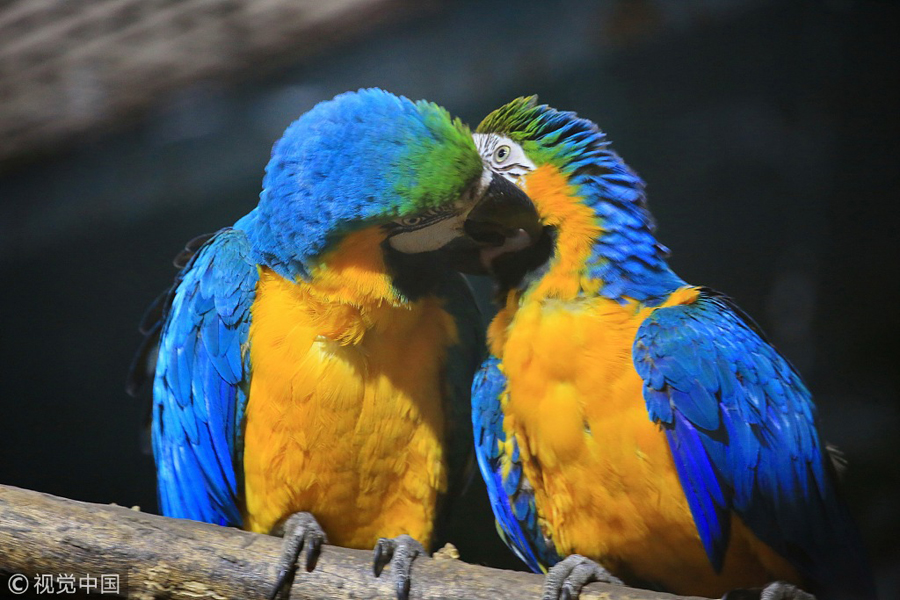 網(wǎng)絡情人節(jié)盤點動物實力秀恩愛 親親抱抱浪漫溫馨（組圖）