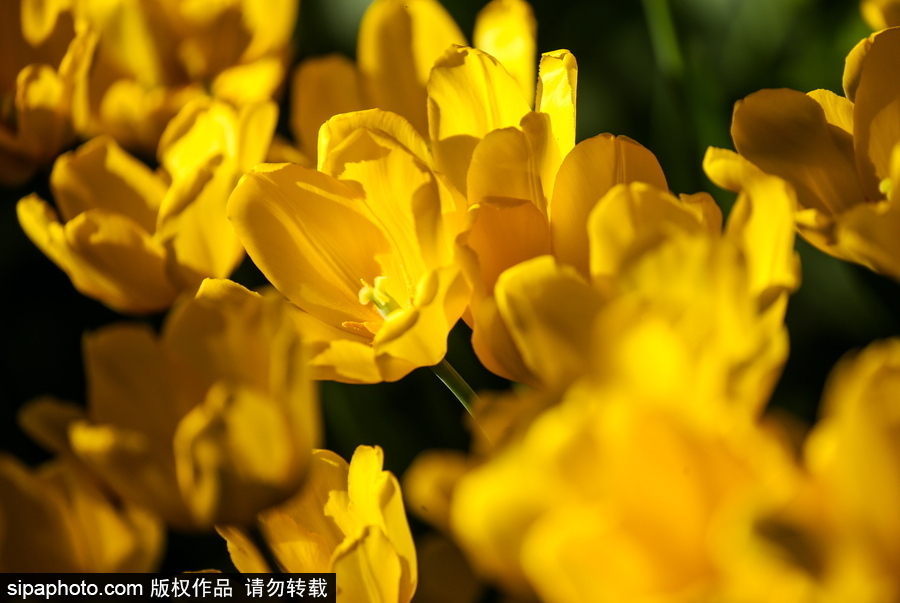 郁金香花節在俄羅斯圣彼得堡舉行 五顏六色花海迎客（組圖）