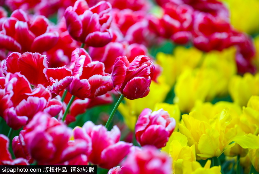 郁金香花節在俄羅斯圣彼得堡舉行 五顏六色花海迎客（組圖）