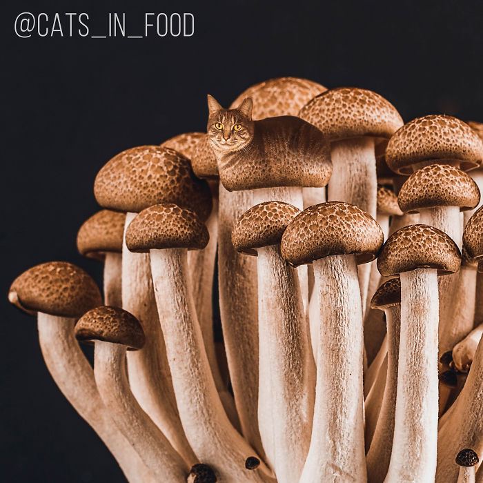 妙趣擋不住！把你最愛(ài)的貓P進(jìn)你最愛(ài)的美食（組圖）