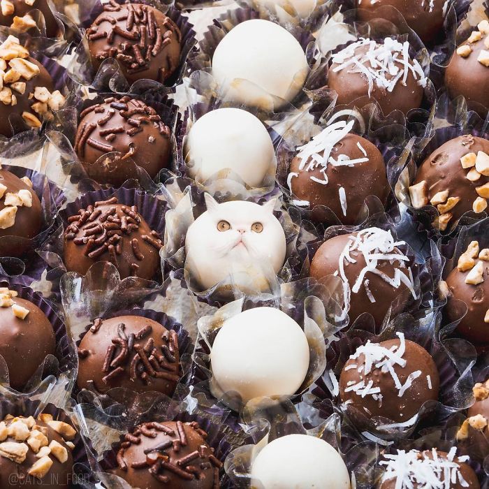 妙趣擋不?。“涯阕類鄣呢圥進你最愛的美食（組圖）