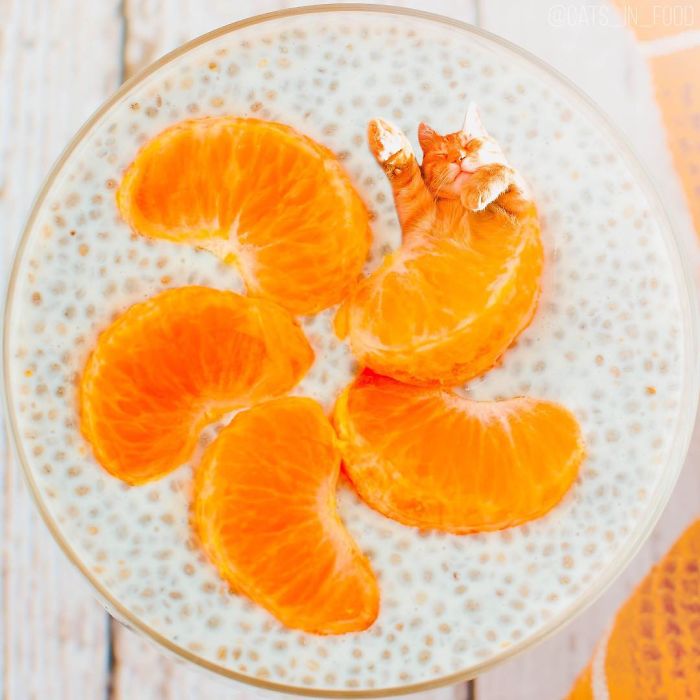 妙趣擋不住！把你最愛的貓P進(jìn)你最愛的美食（組圖）