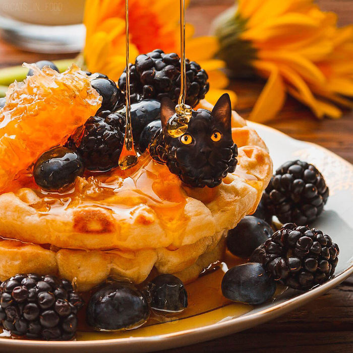 妙趣擋不住！把你最愛的貓P進你最愛的美食（組圖）