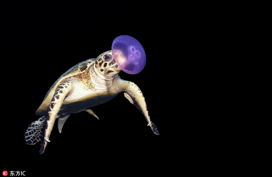 曬曬動物界神奇錯位攝影：無頭企鵝雙頭馬……你被騙了嗎？（組圖）