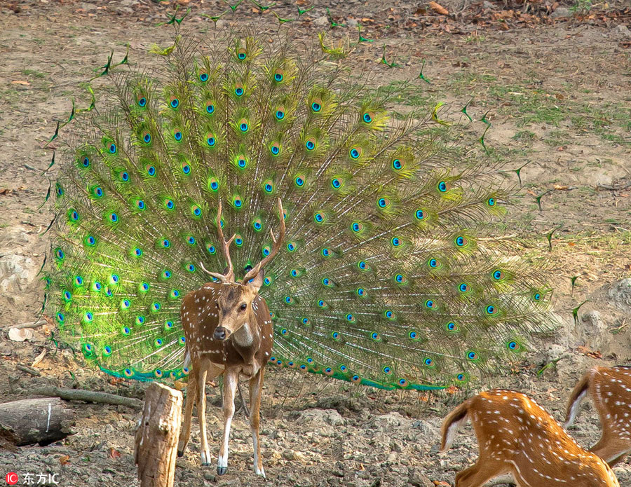 曬曬動(dòng)物界神奇錯(cuò)位攝影：無頭企鵝雙頭馬……你被騙了嗎？（組圖）