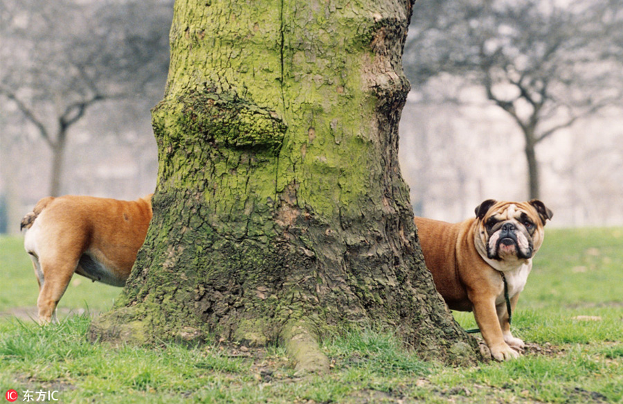 曬曬動物界神奇錯位攝影：無頭企鵝雙頭馬……你被騙了嗎？（組圖）