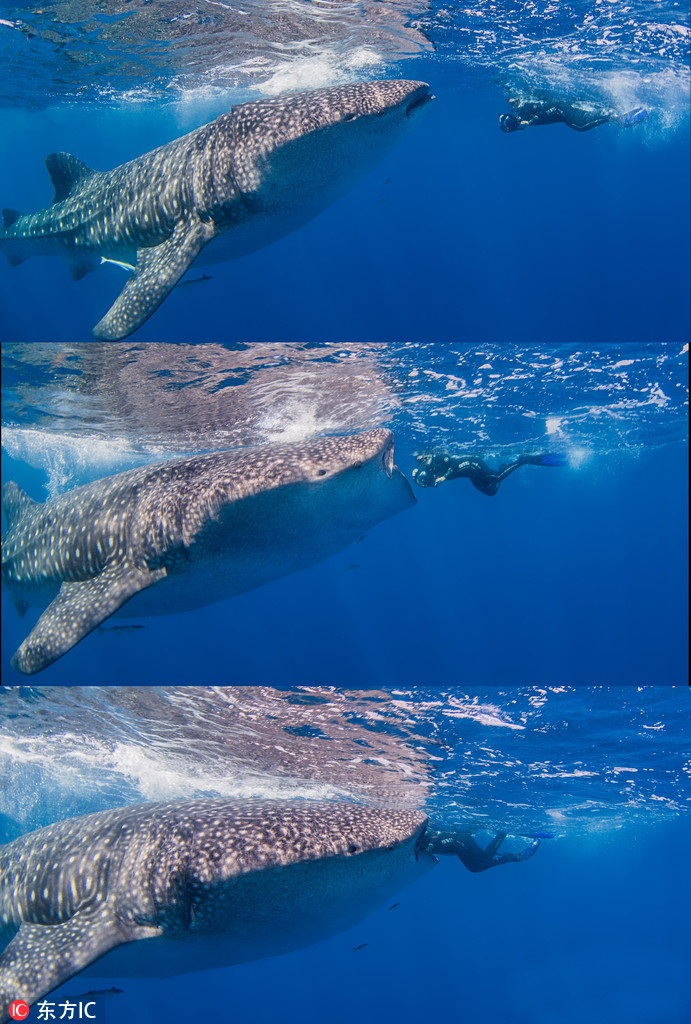 曬曬動(dòng)物界神奇錯(cuò)位攝影：無(wú)頭企鵝雙頭馬……你被騙了嗎？（組圖）