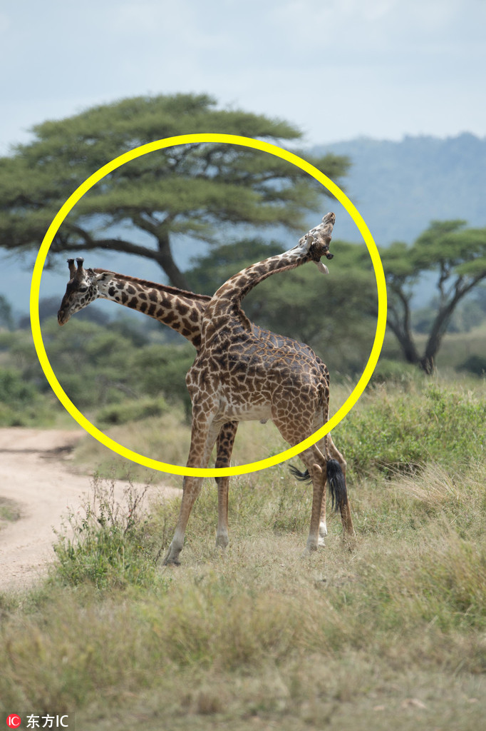 曬曬動物界神奇錯位攝影：無頭企鵝雙頭馬……你被騙了嗎？（組圖）