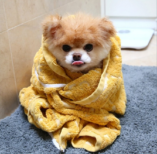 2014萌萌噠!網(wǎng)絡(luò)最紅寵物年度盤點(diǎn)