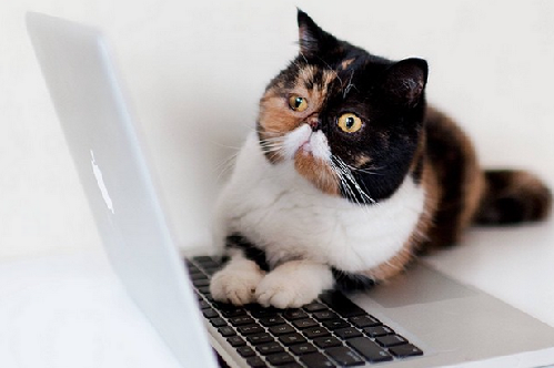 2014萌萌噠！網(wǎng)絡(luò)最紅寵物年度盤點(diǎn)