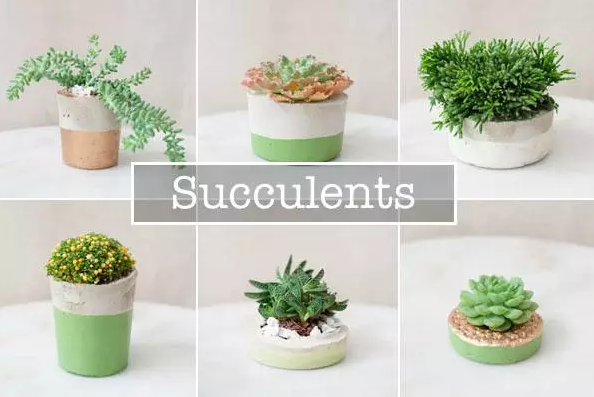 七夕怎么過?美國網友給你支招!