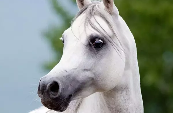 老鼠性生活、胯下看世界……今年的“搞笑諾獎”還是那股熟悉的奇葩味道