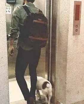 明星愛犬咬傷鄰居間接致其死亡,寵物不拴繩害人也害狗